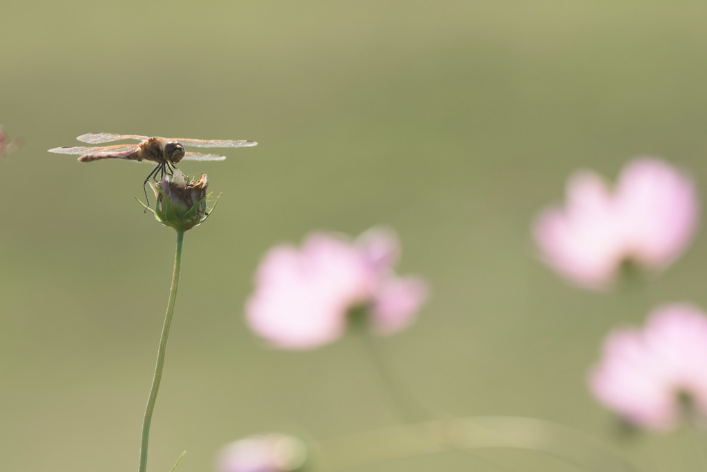 コスモスに集う2