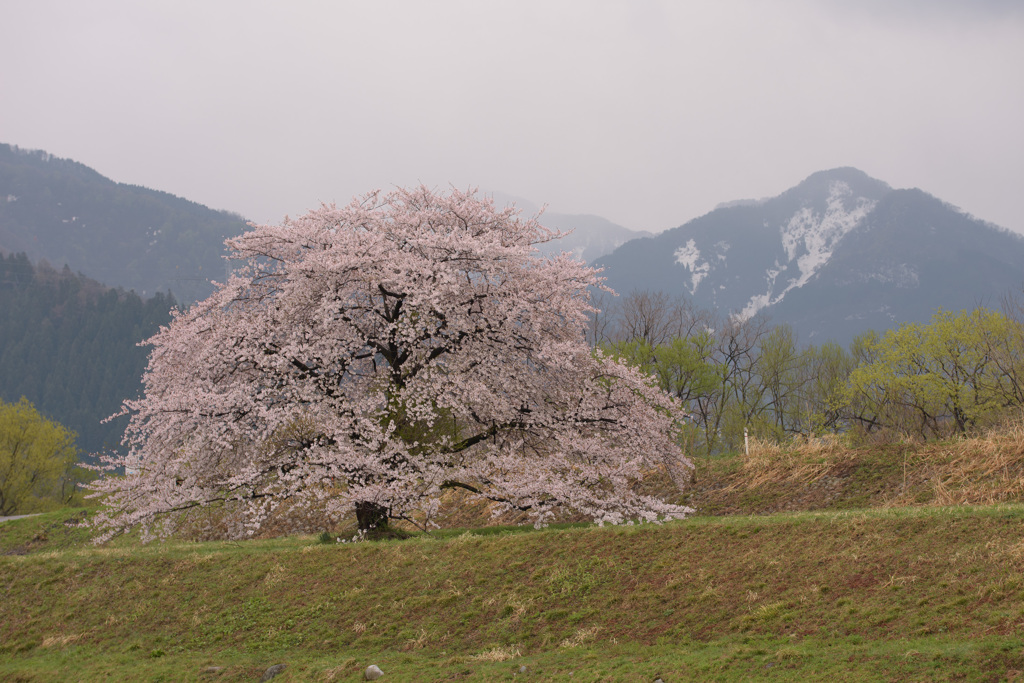 桜