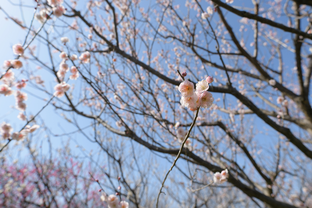 春色其の四