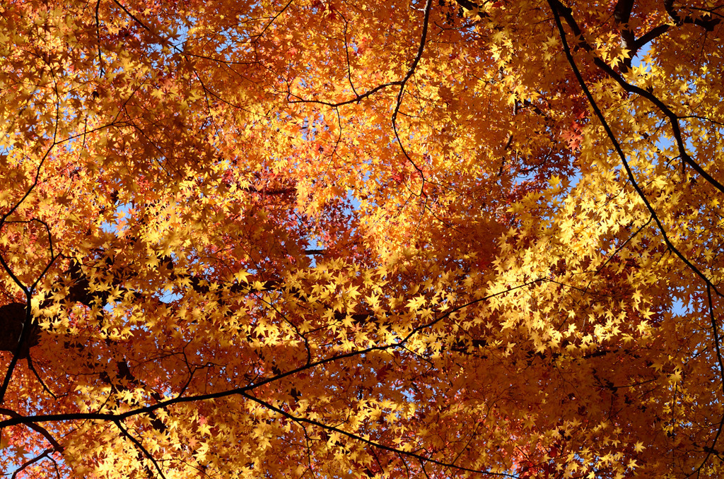 紅葉３