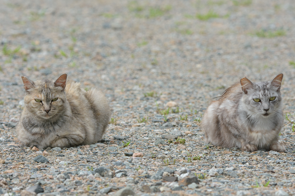 ねこ4