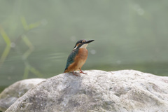 カワセミ6