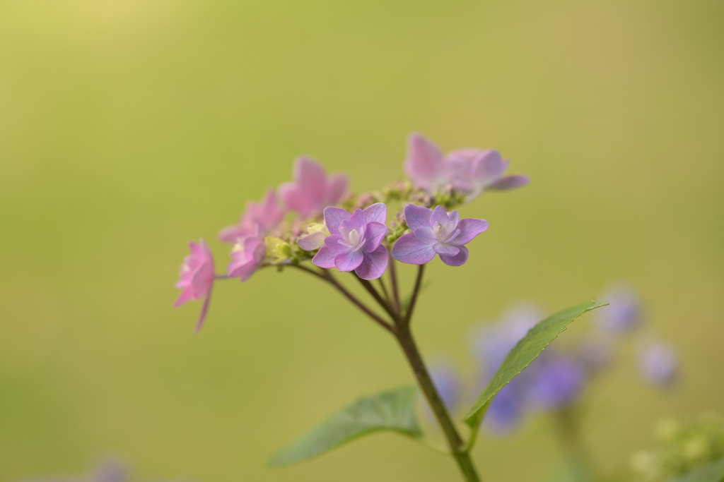 紫陽花2