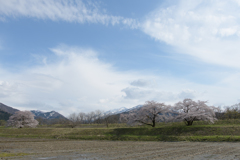 お気に入りの桜