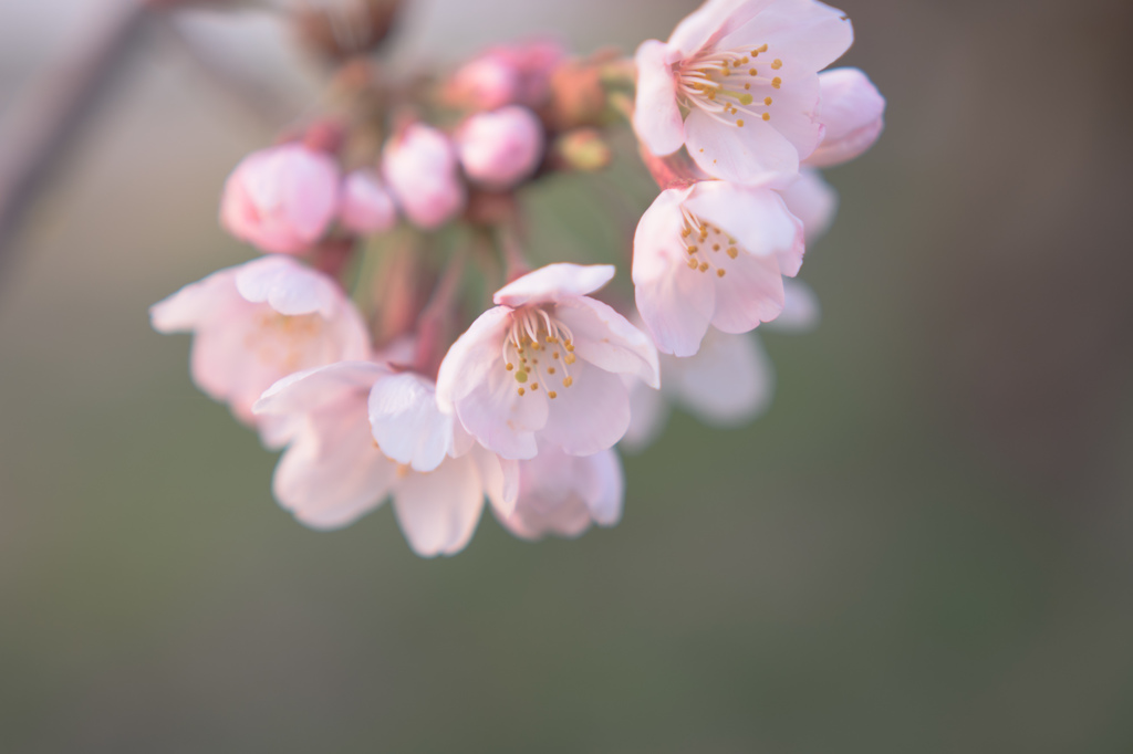 桜咲く弐
