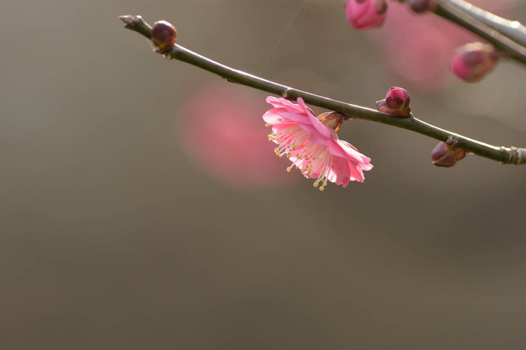 紅梅6