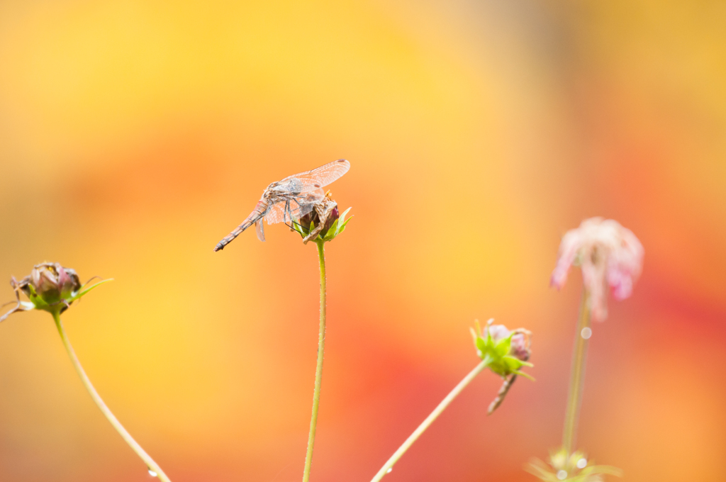 秋色に包まれ（トリミング無し）