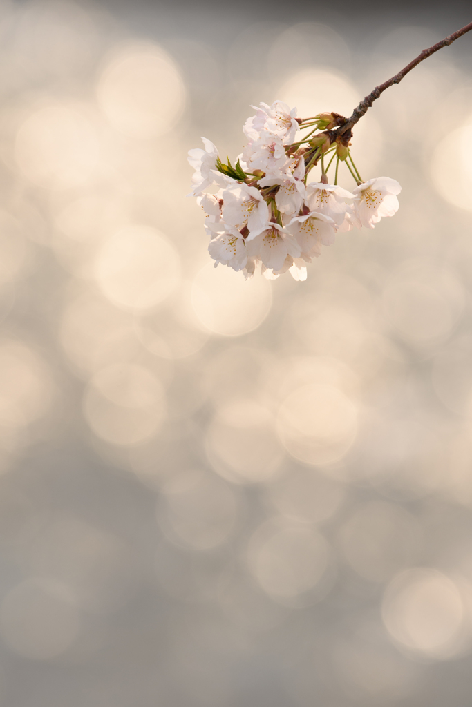 桜咲く
