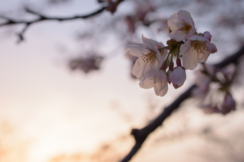 桜咲く壱