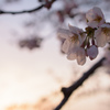 桜咲く壱