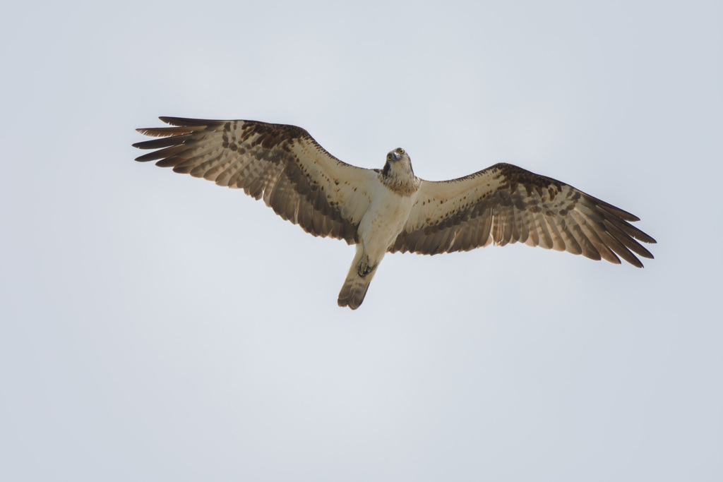 いつものミサゴ