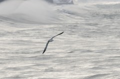 日本海荒波５