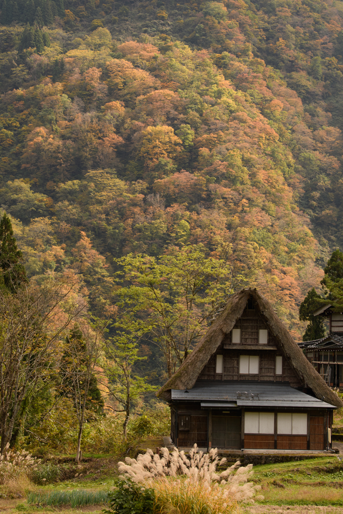 五箇山　秋