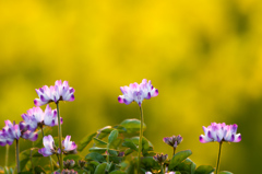 蓮華１
