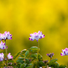 蓮華１