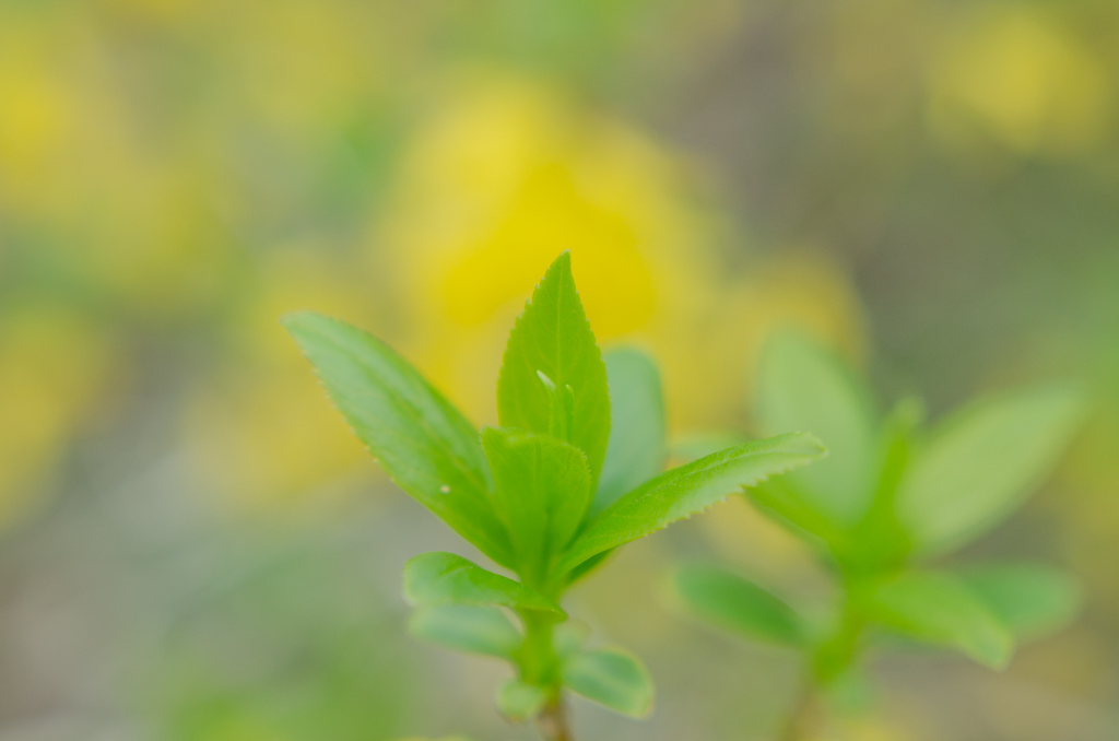 春淡く芽吹く
