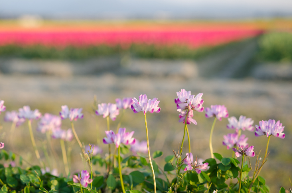 蓮華７