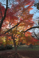 高岡古城公園4