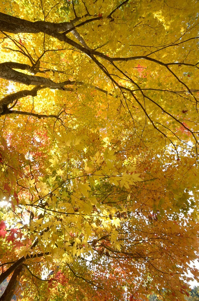 飛騨の里紅葉15
