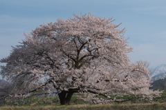 お気に入りの桜2