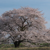 お気に入りの桜2