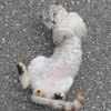 ねこ15