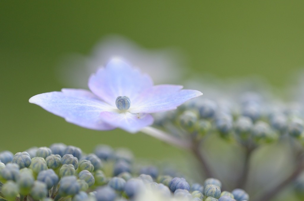 紫陽花3