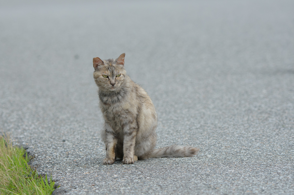 ねこ2