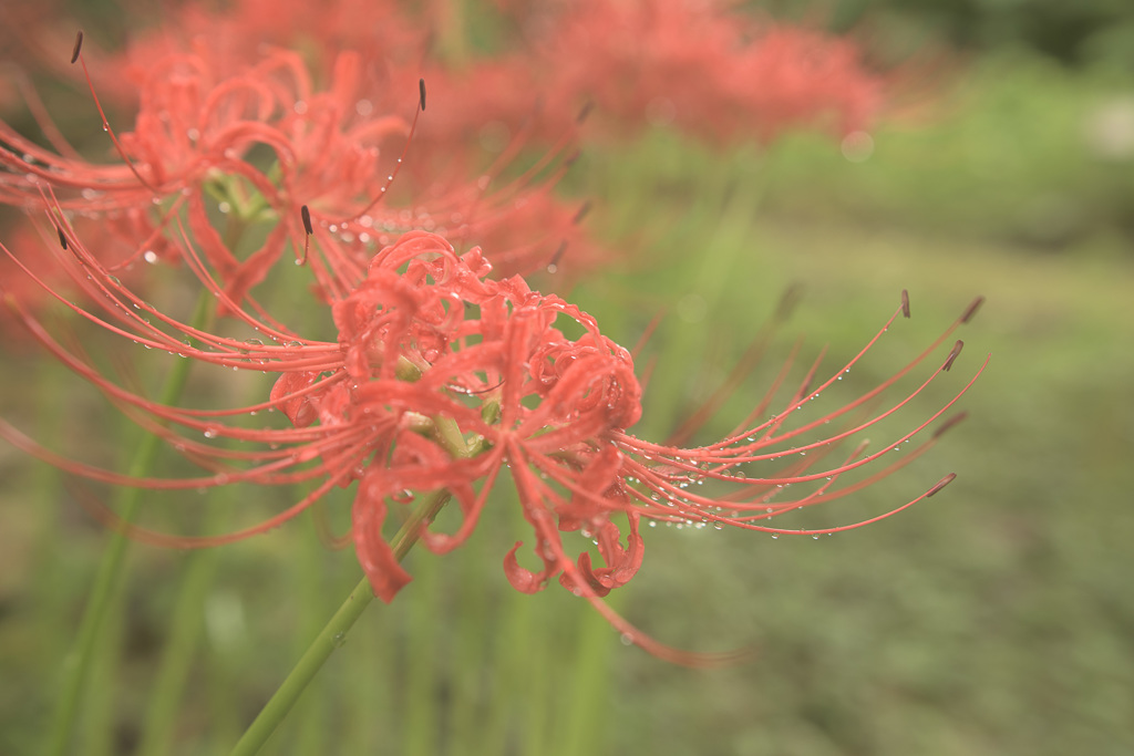 彼岸花6