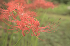 彼岸花6