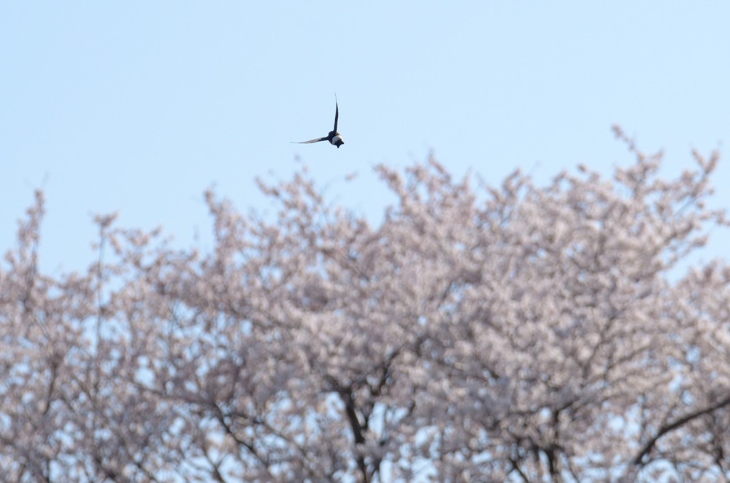 行ったり
