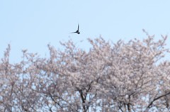 行ったり