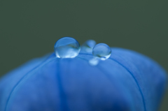 水玉２