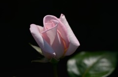 薔薇 蕾