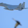 eagle&duck