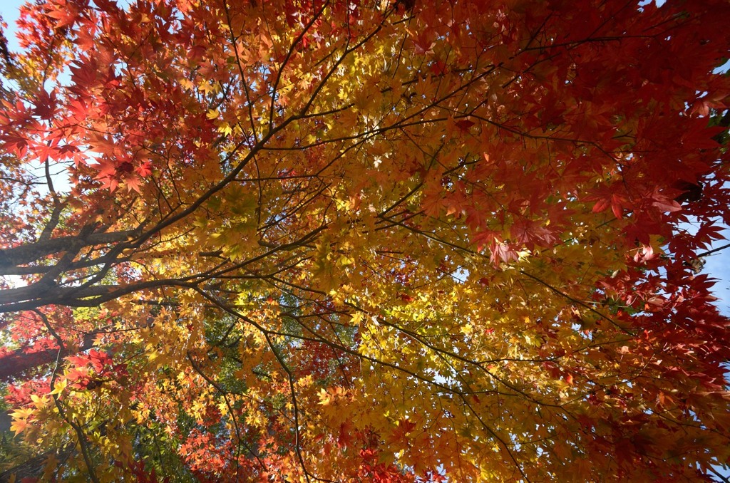 飛騨の里紅葉24