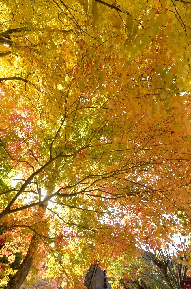 飛騨の里紅葉14