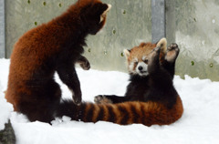 レッサーパンダ3