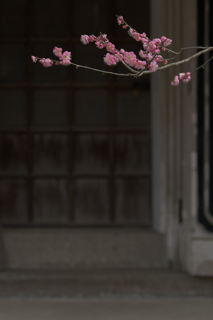 梅。