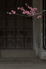 梅。