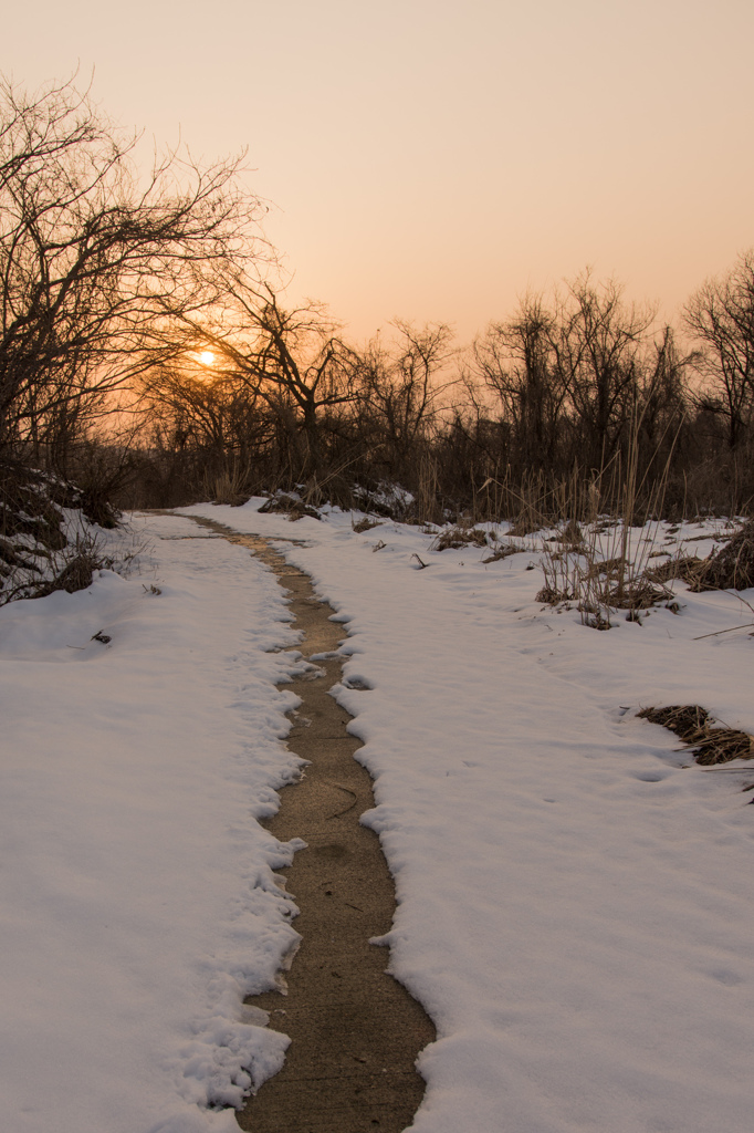 冬の散歩道