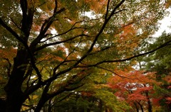 曇天紅葉2