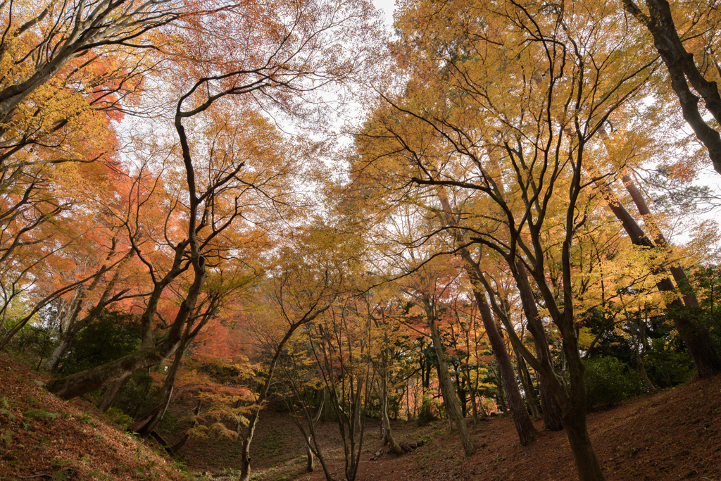 寺家公園１