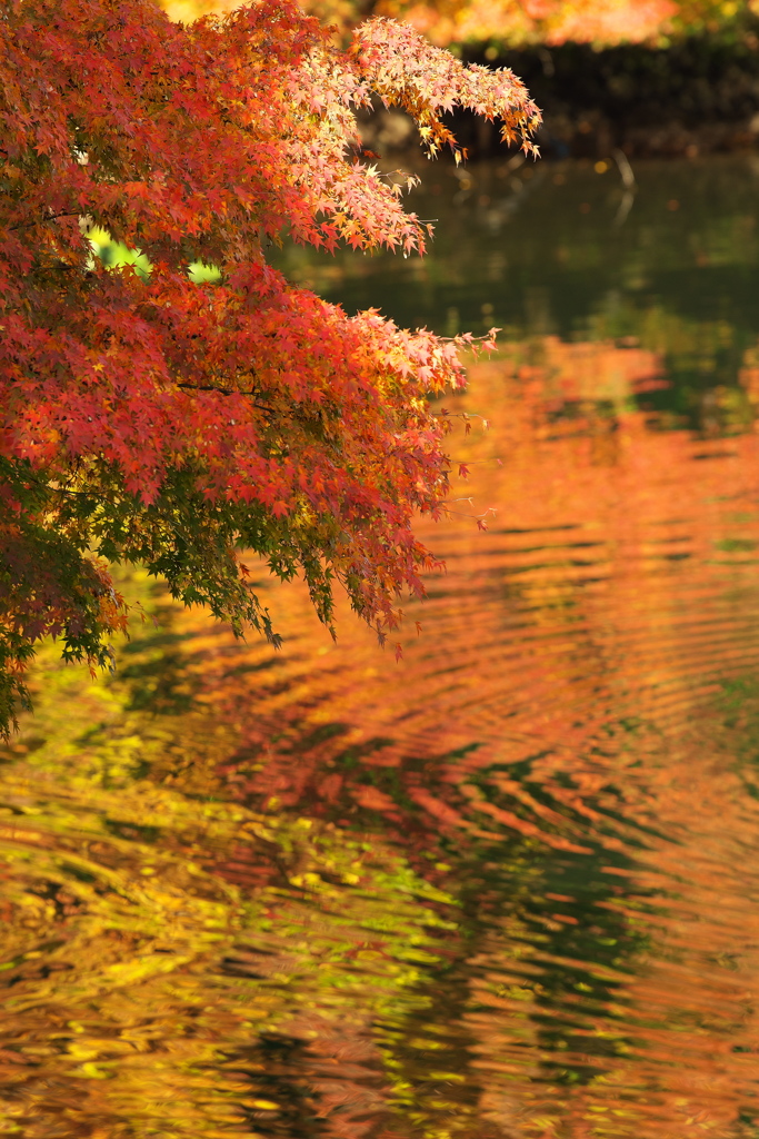 紅葉(高岡古城公園)