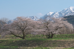 お気に入りの桜