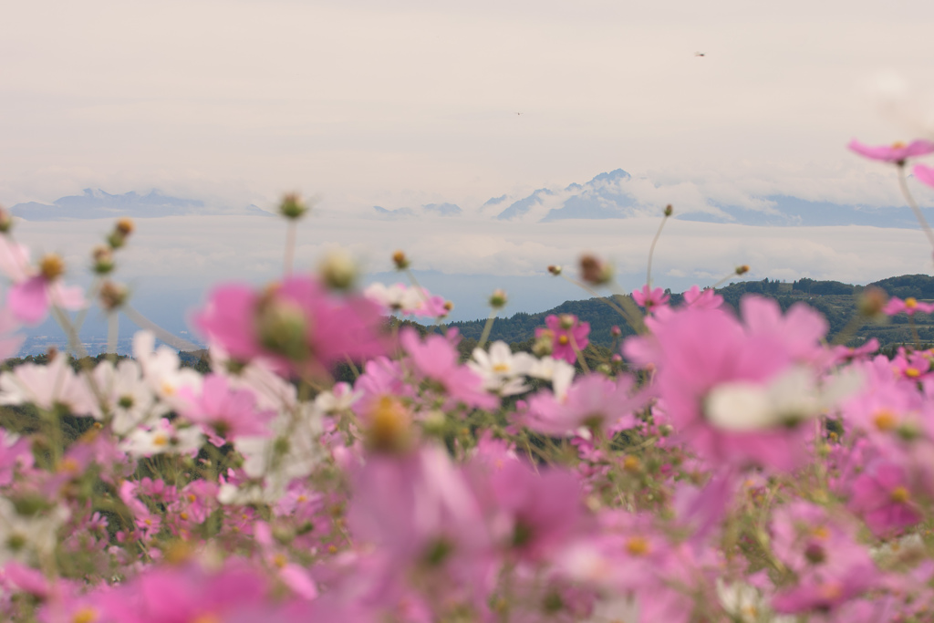コスモスウオッチング番外