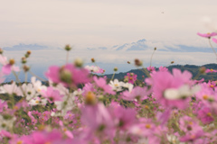 コスモスウオッチング番外