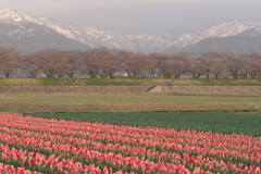 春の四重奏(序)