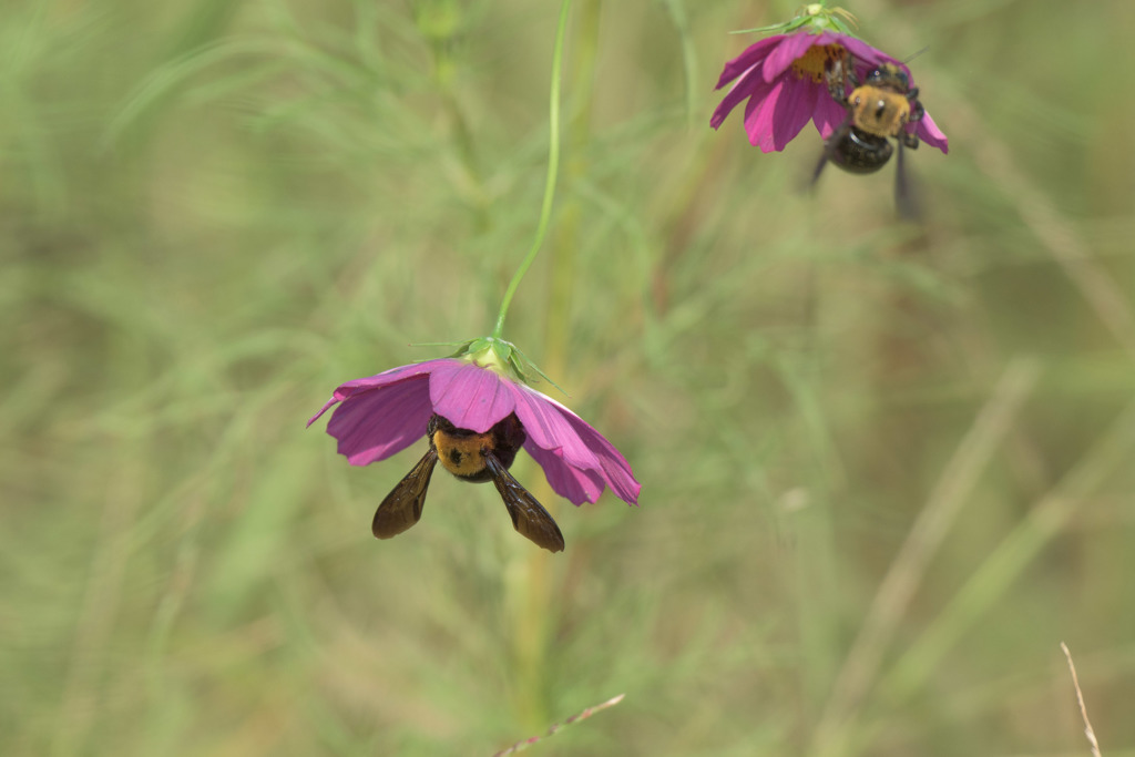 コスモスに集う7