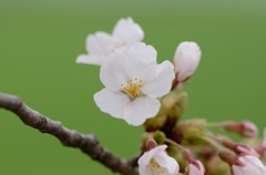 桜green3
